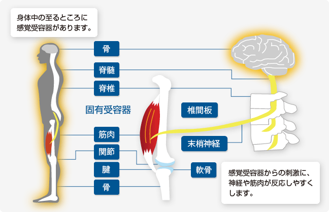 固定受容器